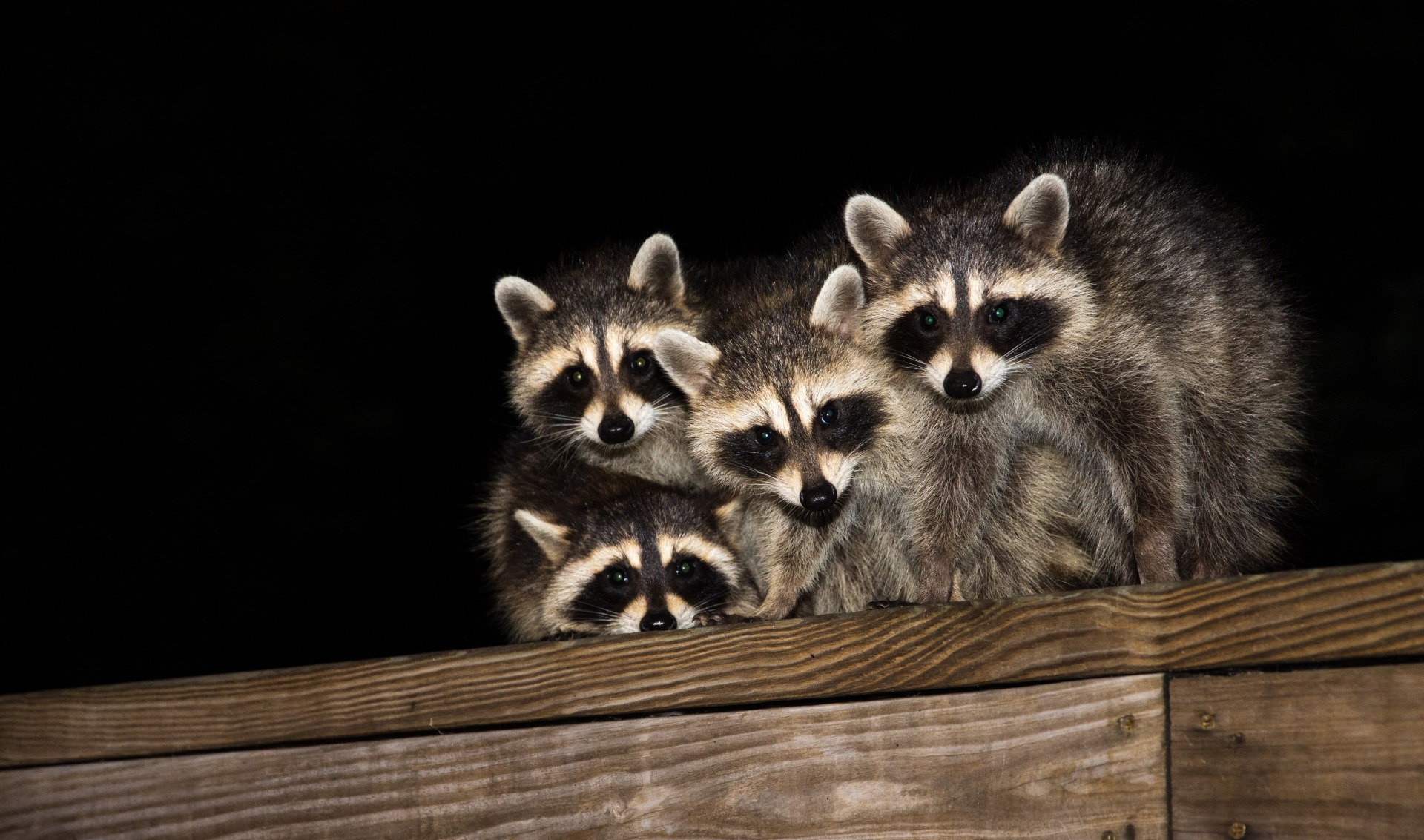 アライグマの習性把握 | 愛知県の害獣駆除なら株式会社ホームマイスター