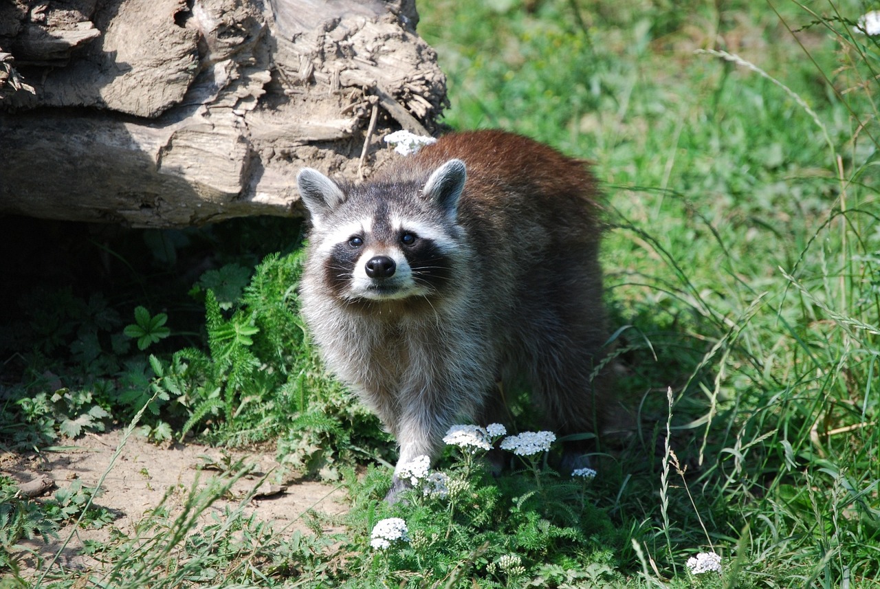 名古屋市でのアライグマ対策は当社にお任せ！信頼の駆除サービス