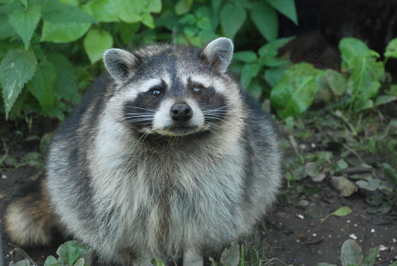 5. 他の害獣対策の重要性