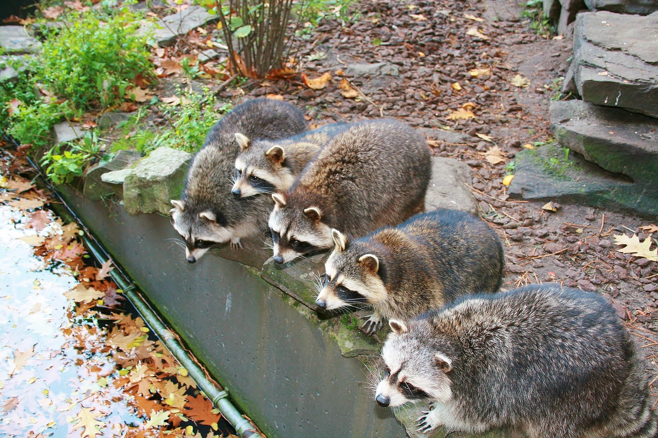 アライグマの侵入から住宅を守る！効果的な防止策をご紹介