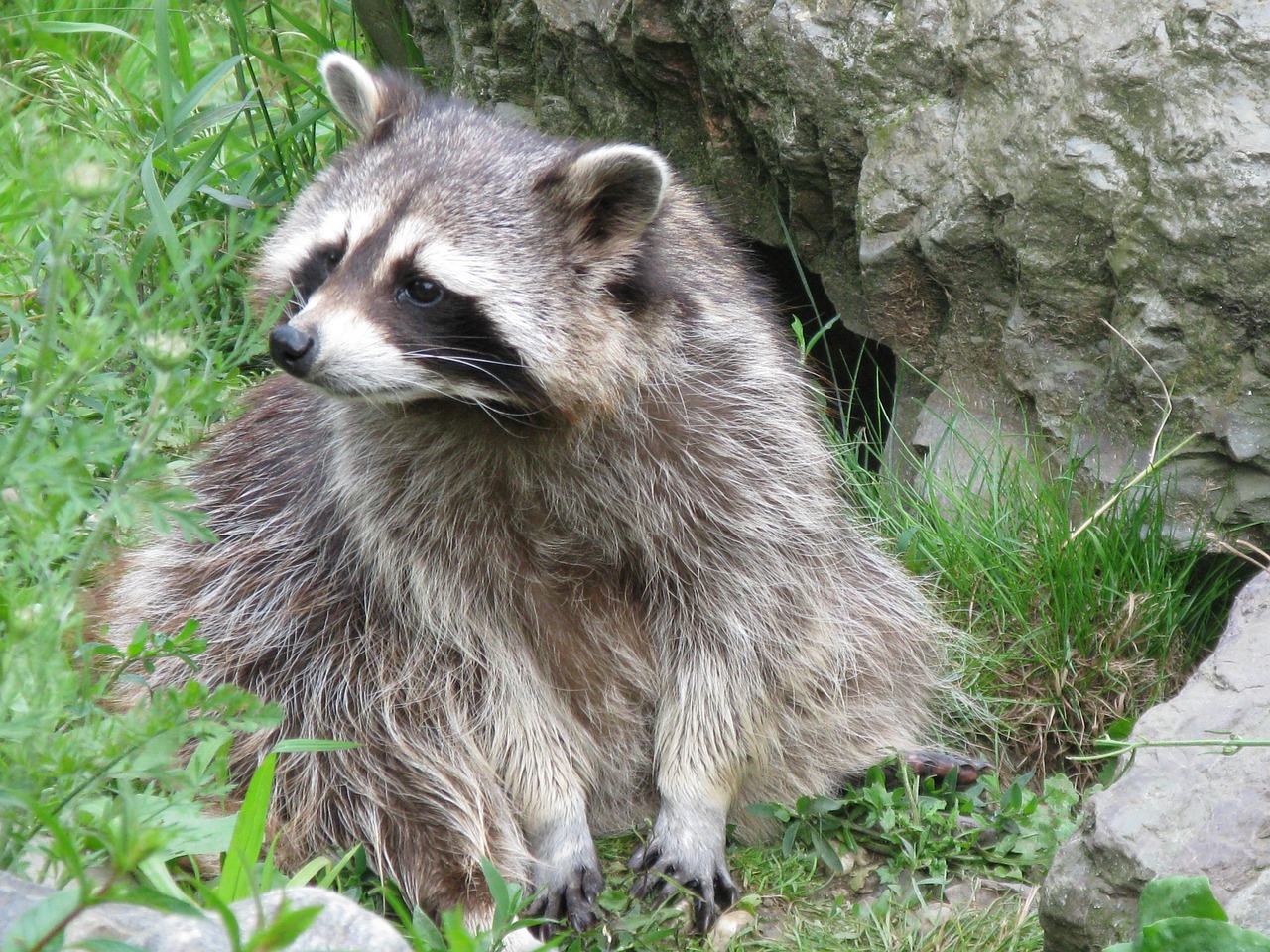 アライグマ駆除はプロにお任せ！桑名市で安心・安全に駆除を実現！