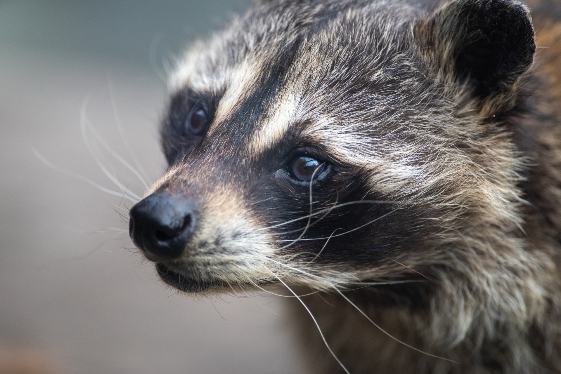荒川区のアライグマの侵入を防ぎ、安全な暮らしを手に入れよう！