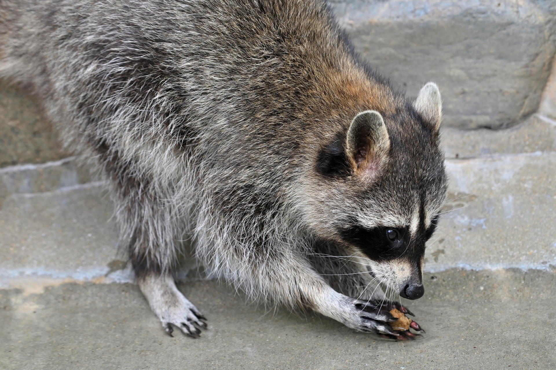 アライグマ駆除方法の紹介