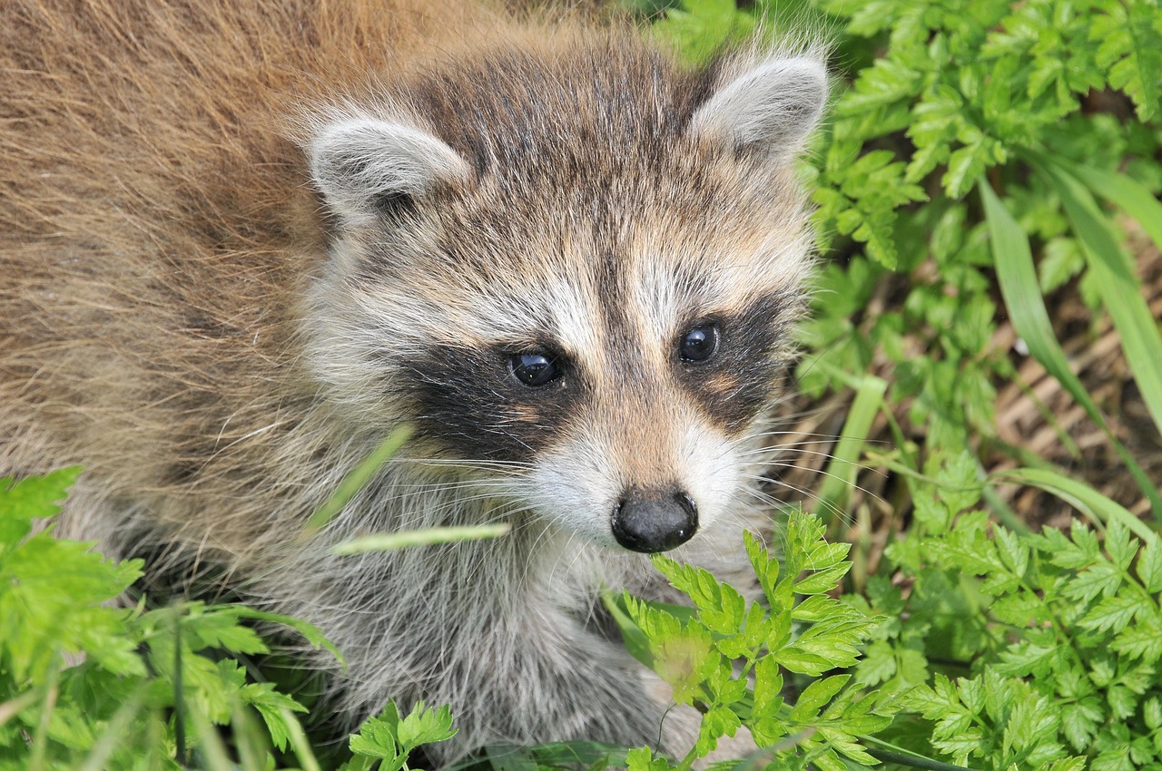本巣市でアライグマの悩みを解消！専門家が迅速対応します。