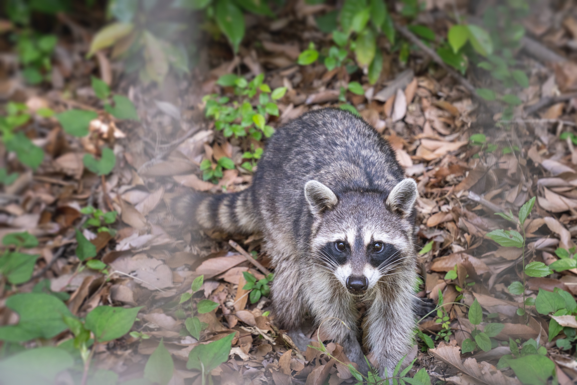 安全な住環境を取り戻そう！半田市のアライグマ駆除はお任せ！